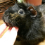 four-guinea-piggies