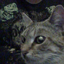 avengedkittenfold