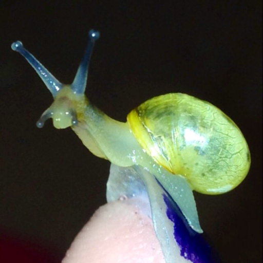 duhjuice:  nirv-asana:  thegreatmonarch:  sneltopia:  Not sure if it’s cool or gross, but you can see the lettuce going through their head  honeystiks   int3gurl  snails are so damn cool