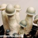mushroomforest-blog-blog avatar
