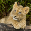 leonine-pride