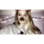 maddisonchandler