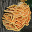 laetiporussulphureus