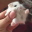 clishes