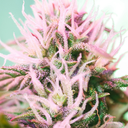 Fuck Ya Cannabis