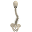 cursivebackbones