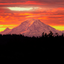 amountainbird