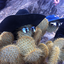 largedragonwithcats