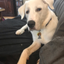 goldibear