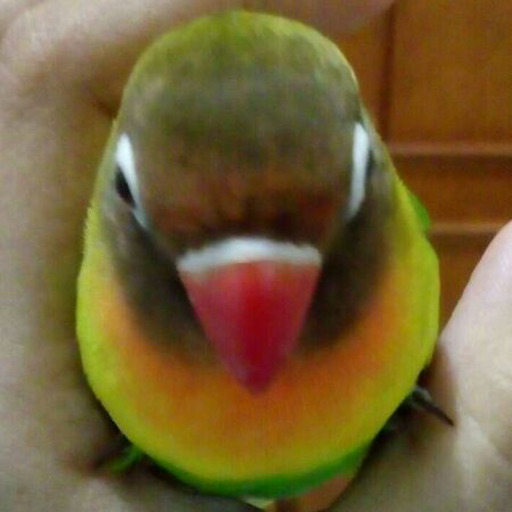 birbinc:  akira-birds:  Tecco inside his coconut shell. Tecco in a (coco)nutshell.  Side note: nope, the coconut isn’t too small to him, he is just a fluff ball. And yeah, he loves his coconut shell, he sleeps inside it.  I need to buy or do myself