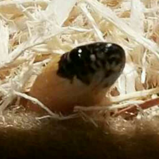 all-that-slithers:  when people ask what kind of fish they can keep in an unheated, unfiltered 1 gallon tank 
