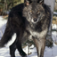 wolfshadow1013