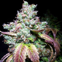 Early Skunk Feminised Seeds