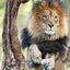dream-of-lions