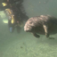 manatees-are-people-too