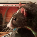 rat-shrine avatar
