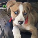 chaseythepup avatar