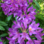 animatedbyplants-blog
