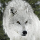 the-wolf-poet:  