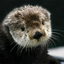 otterfangs