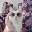 cosmo-cat