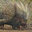 molliferus