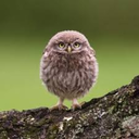 owl-night-long avatar