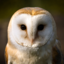 owlover13-blog