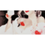 winebleeds-a