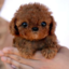 hellocute-blog