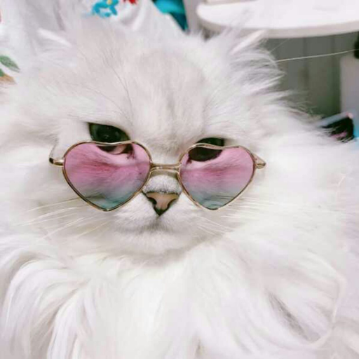 dapperalpaca:  gilmarpurrde:  sarah laughed for the longest time when she saw that the horses in spirit had eyebrows   