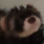 ferret-that-lives-in-a-trash-can