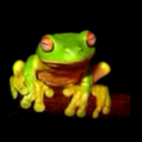 that-tiny-green-frog avatar