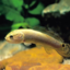 warm-little-pond