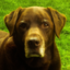 richardandjeeves