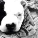 green-eyed-tiger: pitbulls-and-tattoos: 