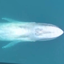 orcas-rightwhales-bluewhales