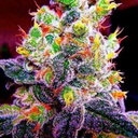 cannabisrelated:Holy sweet Jesus this has