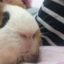 guineapigsonline