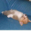 herperpuderp