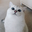 pandablue28-blog