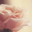 roseva-ftw