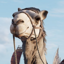 virtualcamelselfies avatar