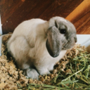 walterdabunny:  Molting Walter enjoying some