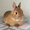 Rabbit blog