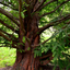 metasequoiax