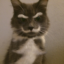one-million-cats avatar