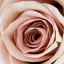 roseglasses19