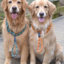 thebestgoldenretreiverowner