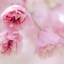 pink-makes-me-happy